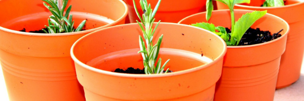 Biogone Introduces Landfill-biodegradable Seedling Pots