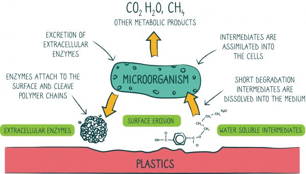 What is biodegradable packaging